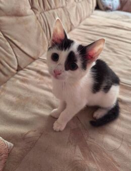 Suche ein schönes Zuhause - Steinhausen (Rottum)