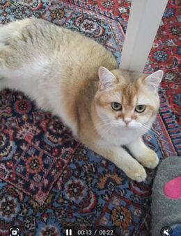 Britisch Kurzhaar Katze mit Kätzchen. 1500 . - Verl