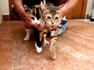 Amber und Abby aus dem Tierschutz - Grevenbroich