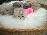 Bkh Babykatze Britische Baby Katzen - Wesseling