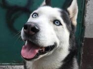 Husky MAX🩵intelligent,aktiv,kinderlieb - Hamburg