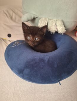 Süßes Katzenbaby sucht neues Zuhause - Mönchengladbach