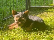 Yorkshire Terrier Welpen - Osterburg (Altmark) Zentrum