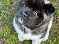 Amerikanische Akita Welpen - Gommern