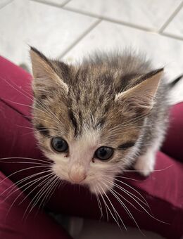 EKH Main coon mix - Radevormwald (Stadt auf der Höhe) Zentrum