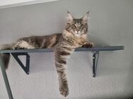 MaineCoon Kater - Odenthal