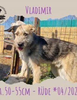 Vladimir - Rotenburg (Fulda)