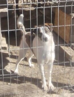 Fantos 53 cm - Alpenrod