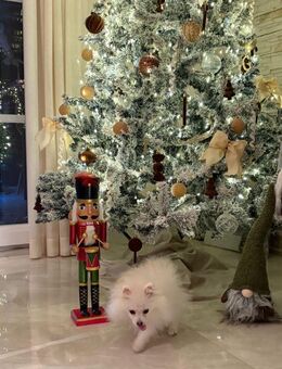 Welpin Pomeranian - Eckernförde