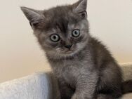 Reinrassige bkh Kitten - Dillenburg