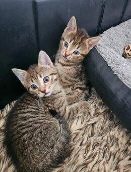 BKH Mix Kitten - Herne