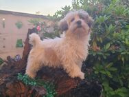 Shih Tzu - Phalené Welpen - Belgern-Schildau