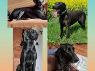 Weimaraner/Rhodesian Ridgeback-Weimaraner Mischlings Welpen - Bad Langensalza