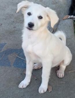 Welpe Erina - zuckersüße Schneeflocke - Krefeld