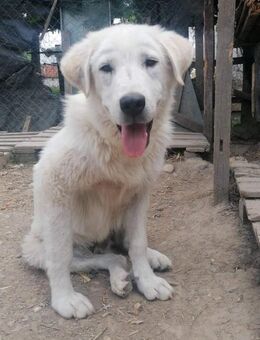 FLOYD - geb. ca. 06/2021 - HSH Mix - Schönaich