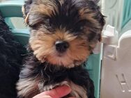 Biwer Yorkshire Terrier welpe Mädchen - Stuttgart