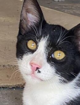 Schmusebär Athur sucht Zuhause! - Bergkirchen