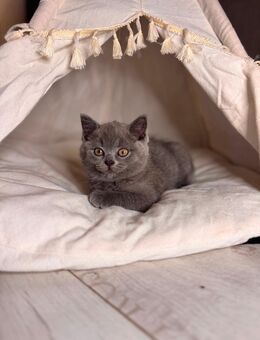 BKH Mädchen in Blue sucht ihre Familie - Berlin