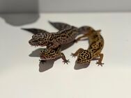 3 Gesunde Leopardgecko-Damen abzugeben - Rheinhausen