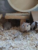 Mongolische Wüstenrennmäuse - 3 Männchen in 32689