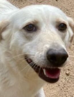 BELLA - wenn der Name Programm ist - Dänischenhagen