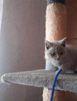 BKH Kitten - Dessau-Roßlau Mosigkau
