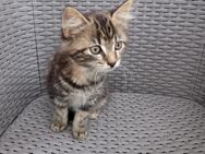 Kleine Mädchen Kitten sucht neues Zuhause - Stolzenau