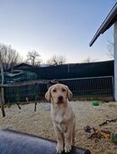 Sie sucht ihn in 27283