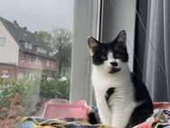 Katze sucht neue Zuhause - Dortmund