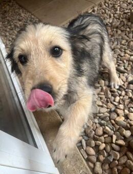 Die zarte Ylvi sucht Ihre Menschen ❤️🐾 - Großefehn