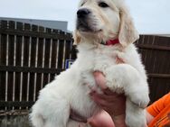 Golden Retrieverwelpen - Saarlouis Zentrum