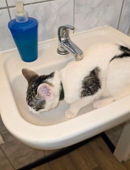 Süsse Babykatze - Ostrhauderfehn