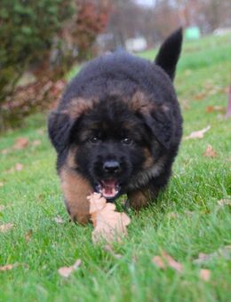 Langhaar Schäferhundwelpen SV Papiere - Olfen