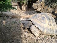 Griechische Landschildkröten THB 2020 23 - Mömbris