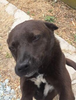 Lisa kleine verspielte Hündin - Rambin