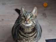 Kater Vito sucht ruhiges Zuhause - Mülheim (Ruhr)