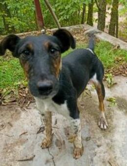 Bobi sucht ein liebevolles Zuhause - Berlin