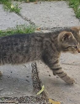 Kater zu verkaufen - Raschau-Markersbach
