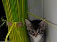 Maine Coon-BKH Kitten in 16816
