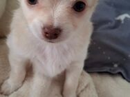 Süße Chihuahua Mädchen frei - Krefeld