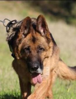 Lupo - Rieden (Rheinland-Pfalz)