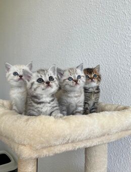 Britisch Kurzhaar kitten mit Stammbaum - Merseburg