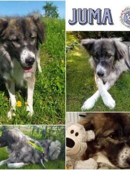 JUMA * freundlich, zurückhaltend - Duisburg