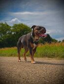 🐾 Deckrüde Old English Bulldog – Bruno von Baden, 5 Jahre 🐾 in 75228