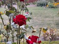 EIN KLEINER BAUERNHOF IN DER UCKERMARK ERWARTET SIE HIER! - Prenzlau