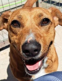 Celine Menschenfreundin - Obertshausen