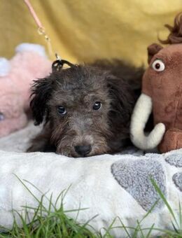 Hundejunge Avokado, ein kleiner Schatz - Heinsberg