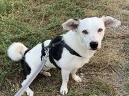 Terrier-Mix NAYA wäre gern Zweithund! - Koblenz