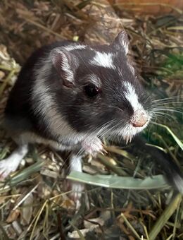 Rennmaus - Stuhr
