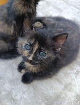 Süße Katzen Babies - Essen